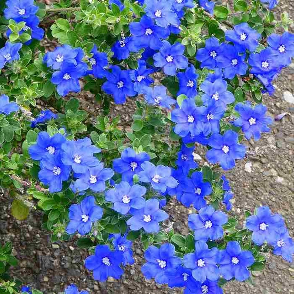 Amazon.co.jp: アメリカンブルー 苗 3.5号 夏の花壇苗 青花 花苗